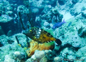 Malendure - îlet Pigeon